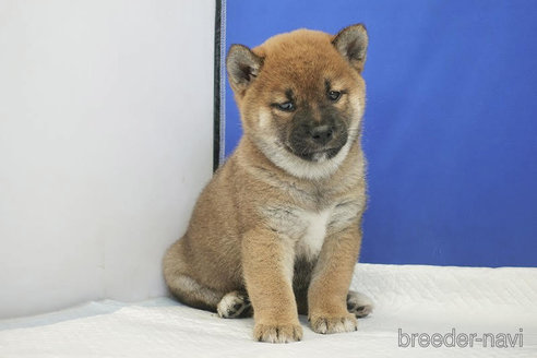 成約済の愛知県の柴犬-267708の1枚目